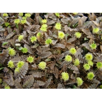 Leptinella squalida'Platt's Black'