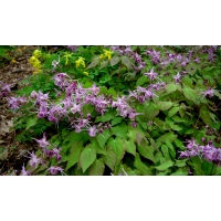 Epimedium grandiflorum'Lilafee'