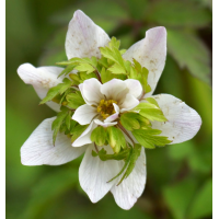 Anemone nemerosa'Green Fingers'