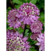 Astrantia major'Star of Beauty'