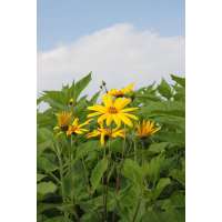 Helianthus tuberosus