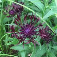 Centaurea montana'Jordy'