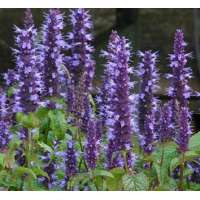 Agastache'Astello Indigo'