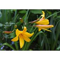 Hemerocallis dumortieri