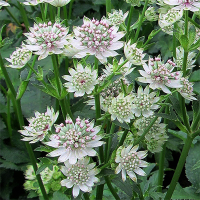 Astrantia major'Star of Billion'