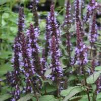 Agastache'After Eight'