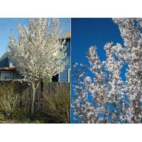 Prunus'Snow goose' 