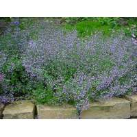 Calamintha nepeta'Blue Cloud'