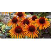 Echinacea'Fatal Atraction'