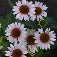 Echinacea'Pink Skipper'