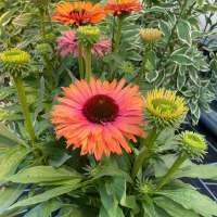 Echinacea purpurea'Sunseekers Rainbow'