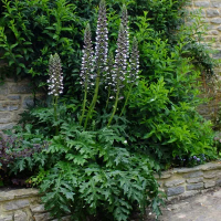 Acanthus mollis'Latifolius'