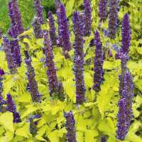 Agastache rugosa'Golden Jubilee'