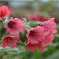 Pulmonaria rubra'Redstart'