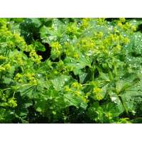 Alchemilla xanthochlora