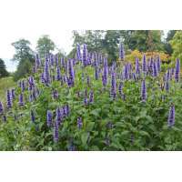 Agastache'Black Adder'