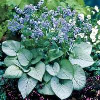 Brunnera macrophylla'Silver Heart'