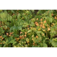 Epimedium pubigerum'Orangekönigin'