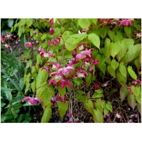 Epimedium rubrum