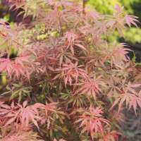 Acer palmatum'Jerre Schwartz' 