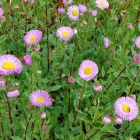 Erigeron hybride'Rosa Juwel'