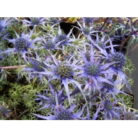 Eryngium bourgatii