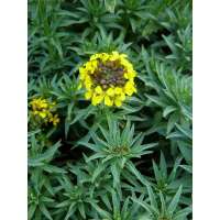 Erysimum'Yellow Bird'