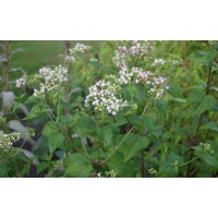 Eupatorium rugosum