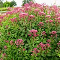 Eupatorium maculatum'Purple Bush'