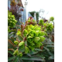 Euphorbia'Red Wing'