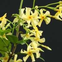 Trachelospermum jasminoides'Star of Toscana) 