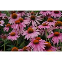 Echinacea purpurea'Magnus'