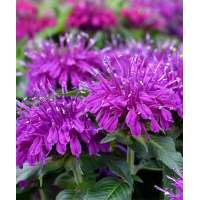 Monarda'Balmy Lilac'