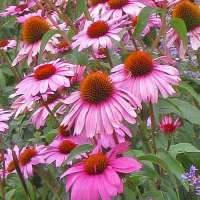 Echinacea purpurea'Magnus Superior'