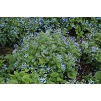 Brunnera macrophylla