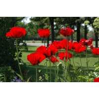 Papaver orientale'Beauty of Livermere'