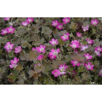 Geranium'Orkney Cherry'