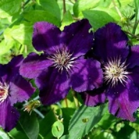 Clematis'Rasputin' 