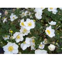 Anemone hybrida'Honorine Jobert'