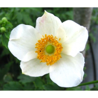 Anemone hupehensis'Pretty Lady Maria'