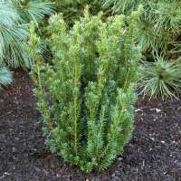 Taxus media'Hillii' 60-80cm,kluit 