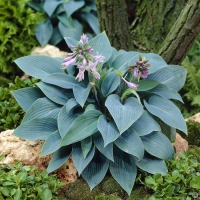 Hosta tardiana'Halycon' 