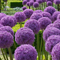 Allium'Globemaster'