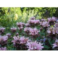 Monarda'Ou'Charm'