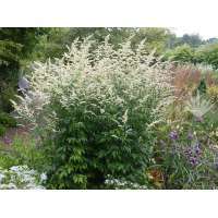 Artemisia lactiflora'Elfenbein'