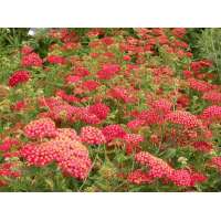 Achillea millefolium'Paprika' 