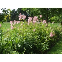 Filipendula rubra'Venusta'