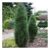 Pinus nigra'Green tower' 