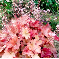 Heuchera'Peneloppe'