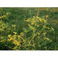 Foeniculum vulgare